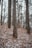 Tall trees with textured bark stand in a forested area carpeted with fallen leaves, a light dusting of snow covering the ground. Sparse branches and a natural light suggest a winter or late autumn day.