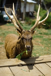 A deer with large antlers is standing on a wooden platform, chewing on green leaves. The background features a blurred, rustic setting, possibly consisting of wooden structures and vegetation.