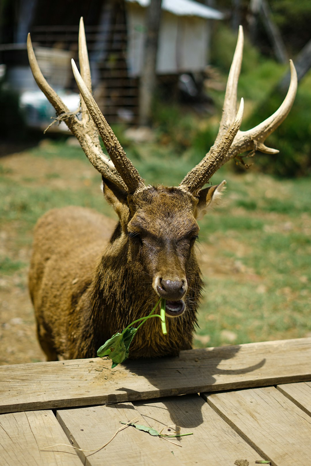 Deer at Ranca Upas