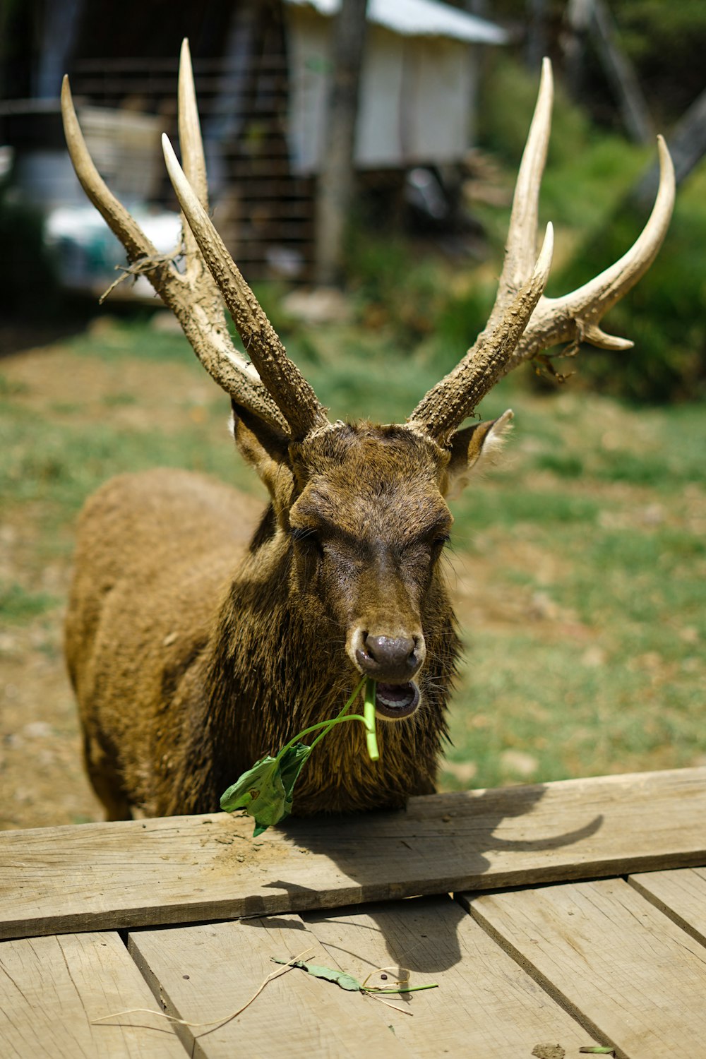 selective focus photography of deer eating grass