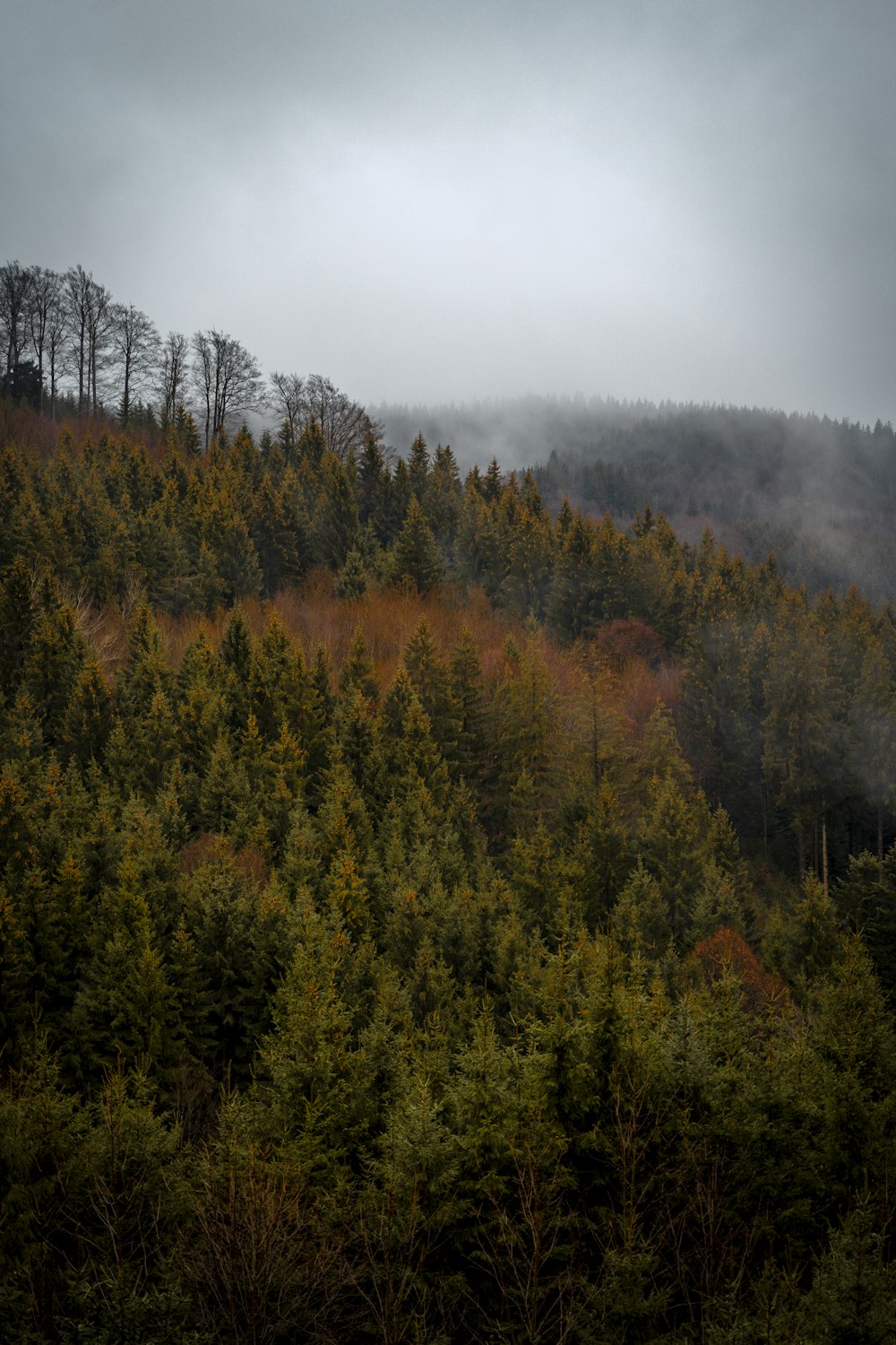 pine tree scenery