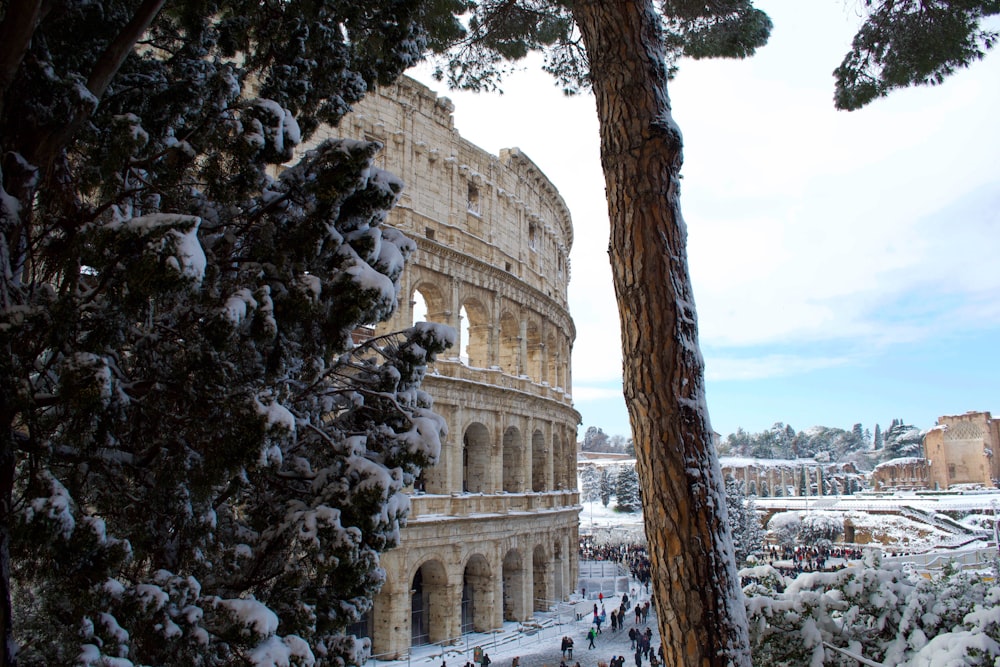 tree across coliseum during daytime