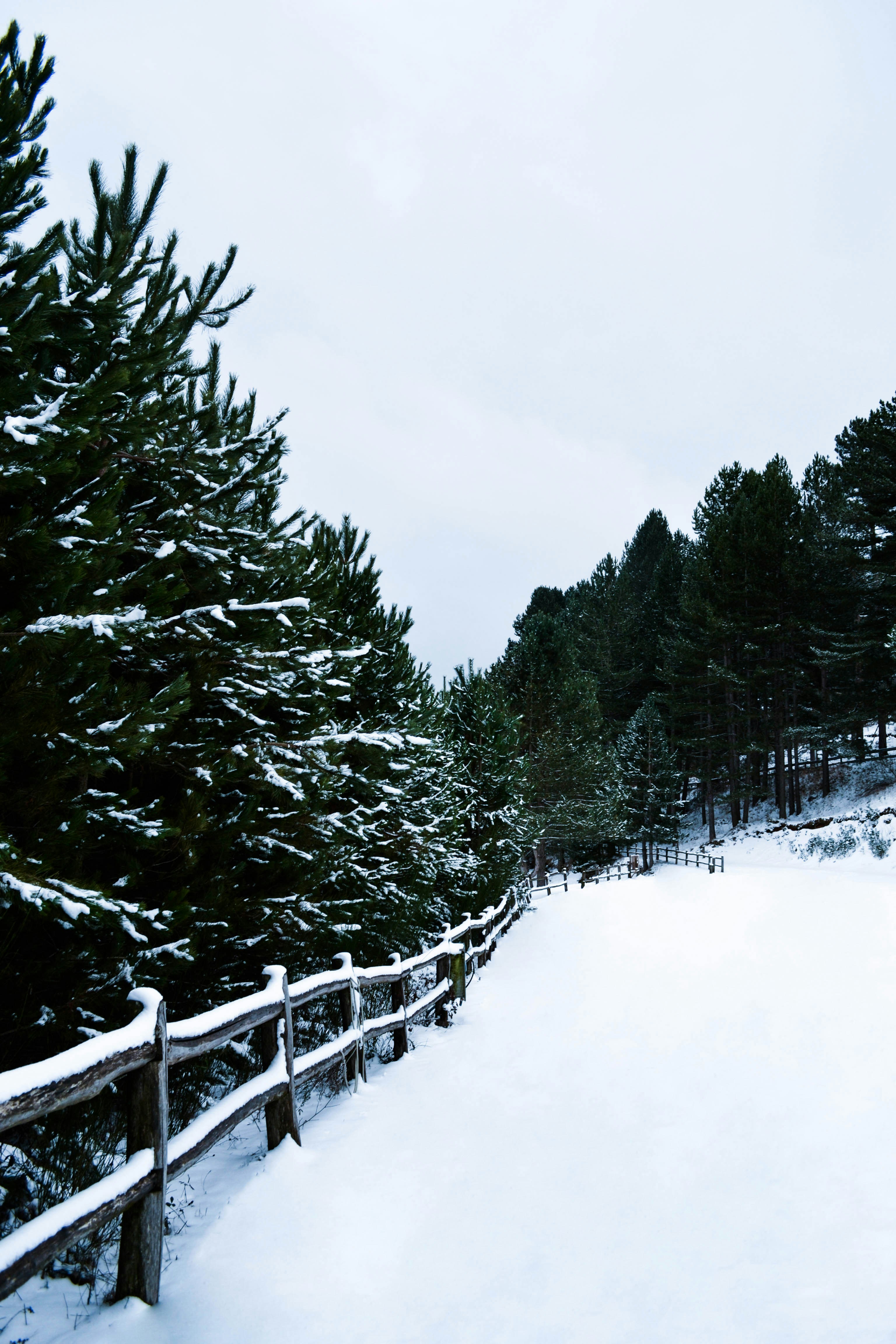 Photo by serenarepice