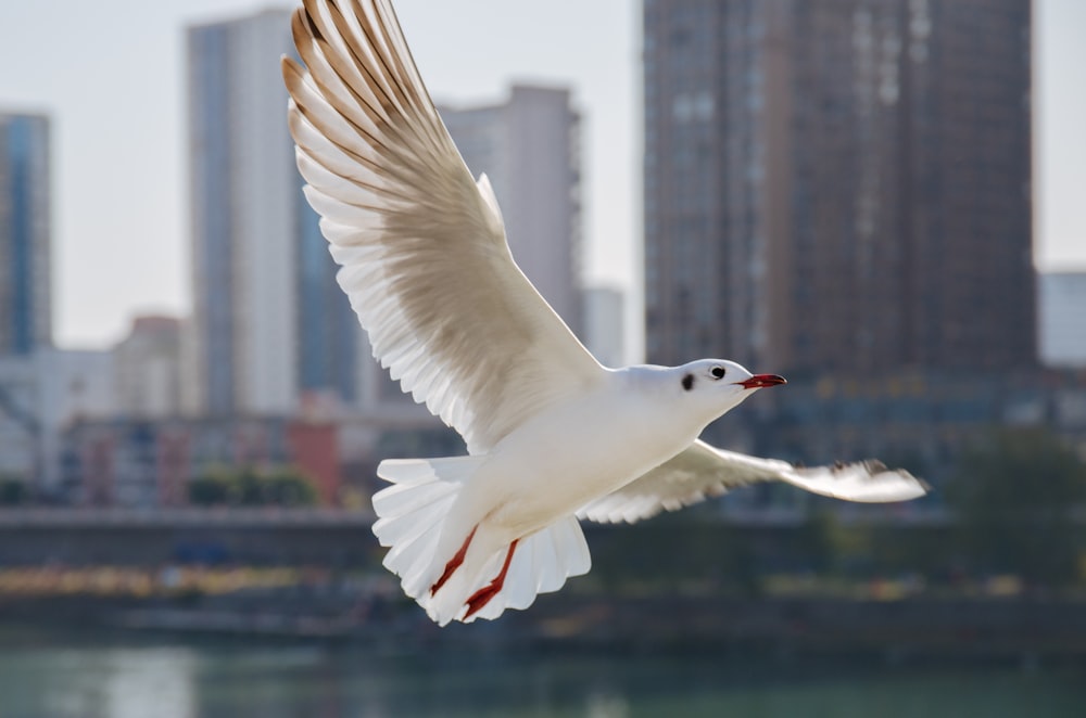 flying white dove
