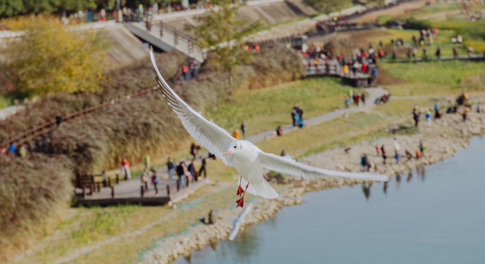 Selektive Fokusfotografie von Vogelschleudern