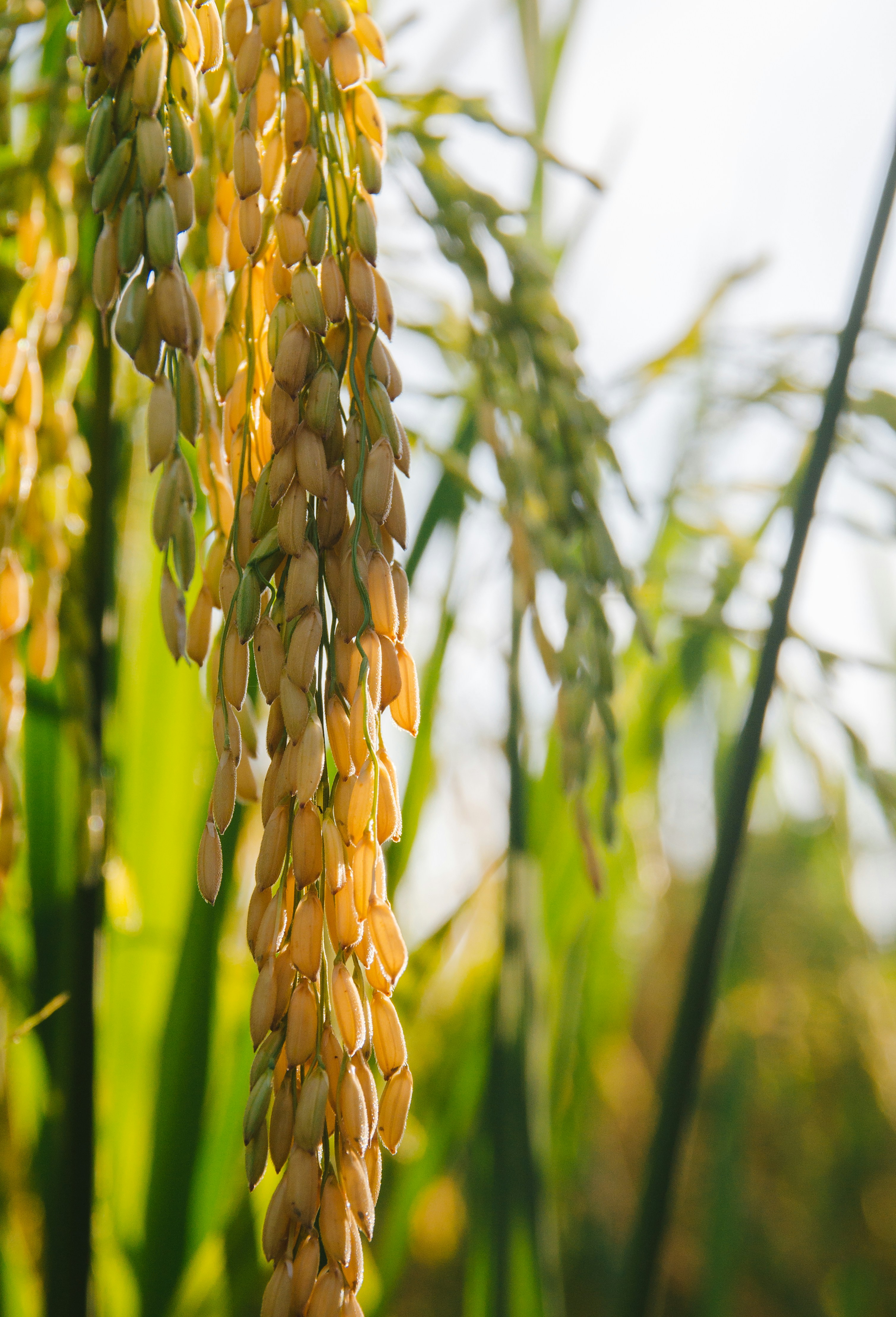 Golden rice paddy field at harvest time with amber light