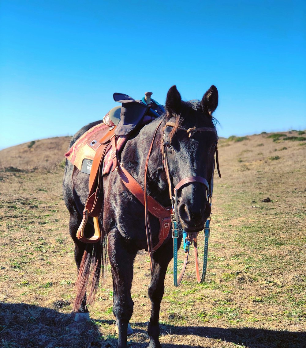 brown horse