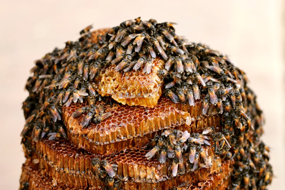 bees on honeycombs