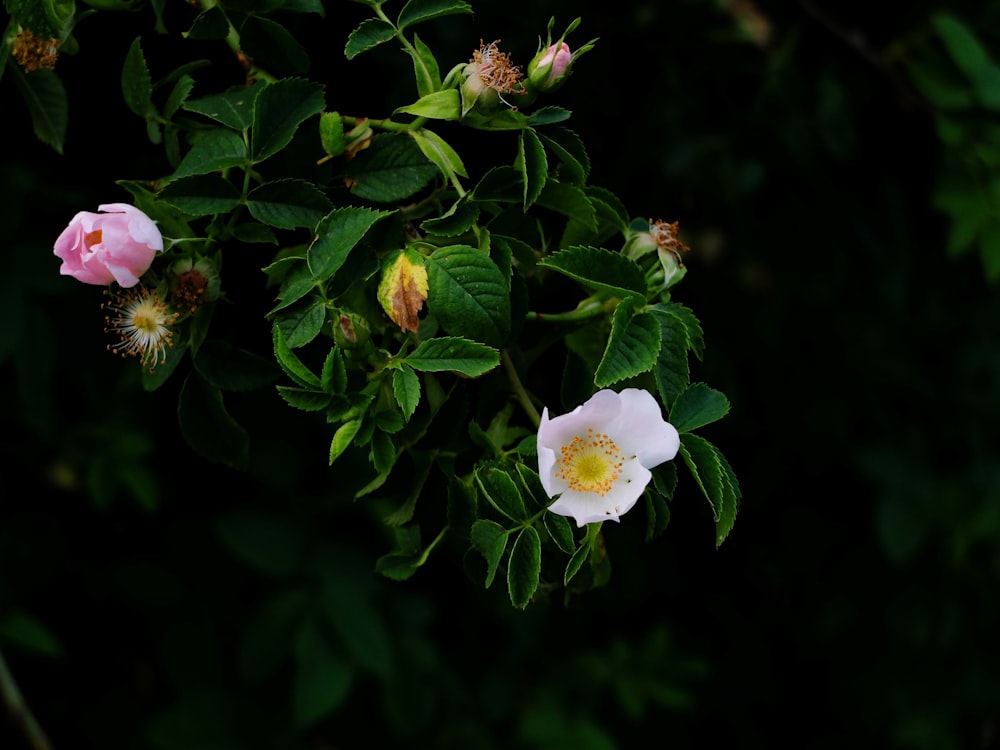 pink beach roses in bloom