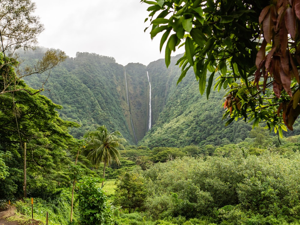 green trees near waterfalls