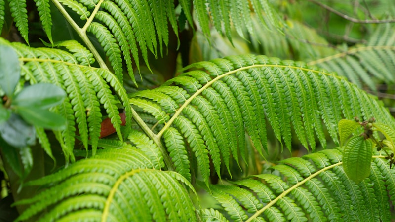 Fern Forest