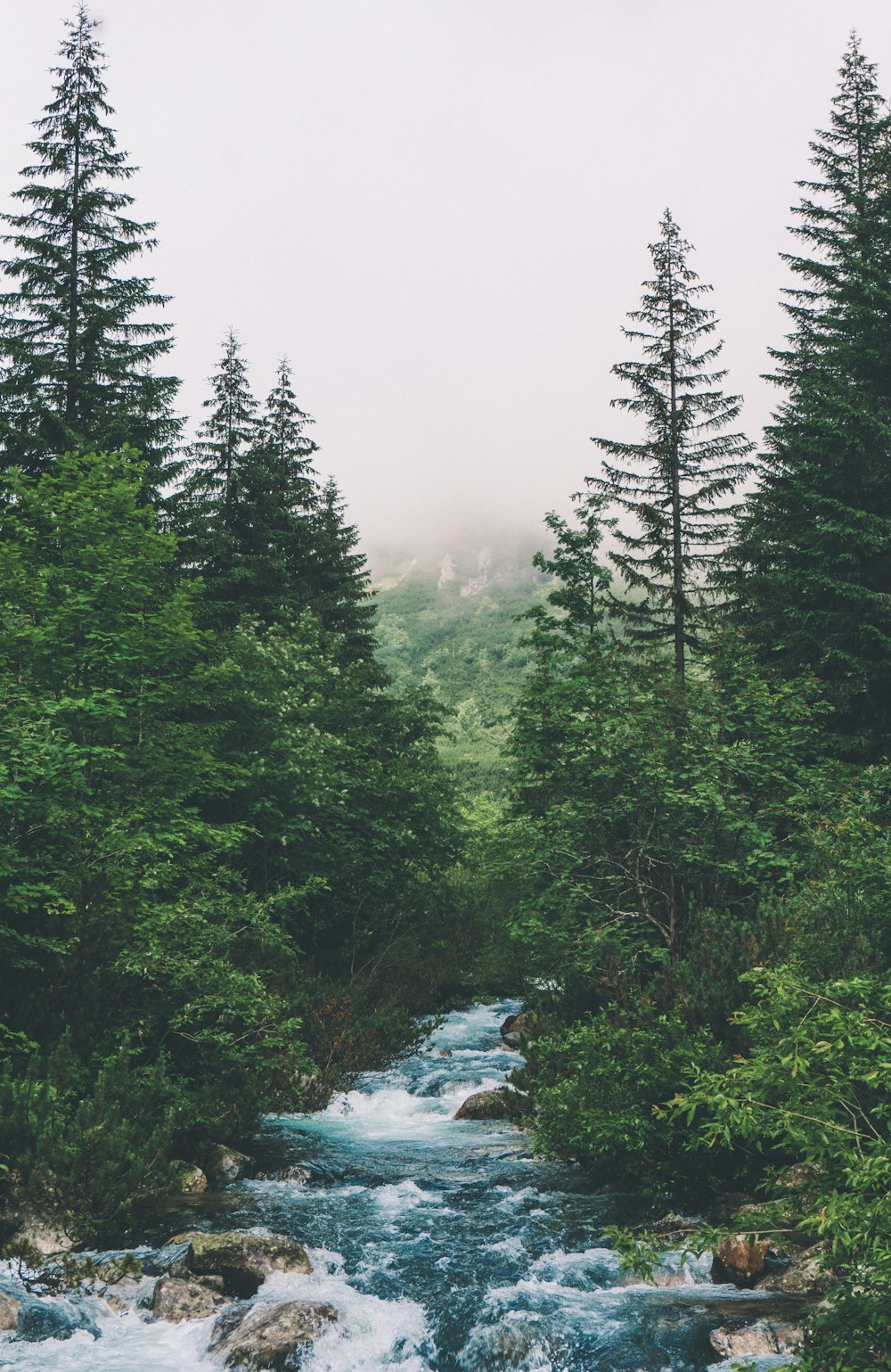 body of water between pine trees