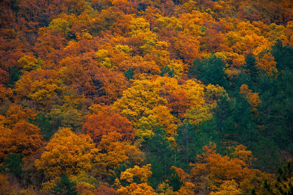 orange and yellow trees photo