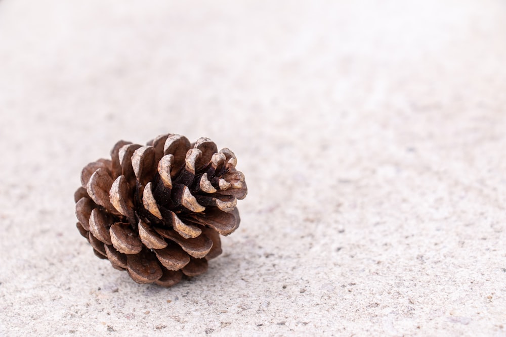 brown pinecone on white surface