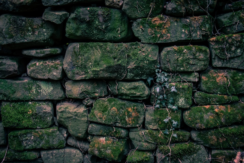 Enredaderas marrones sobre bloques de piedra apilados