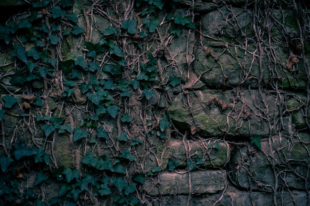 wall block with vines and roots