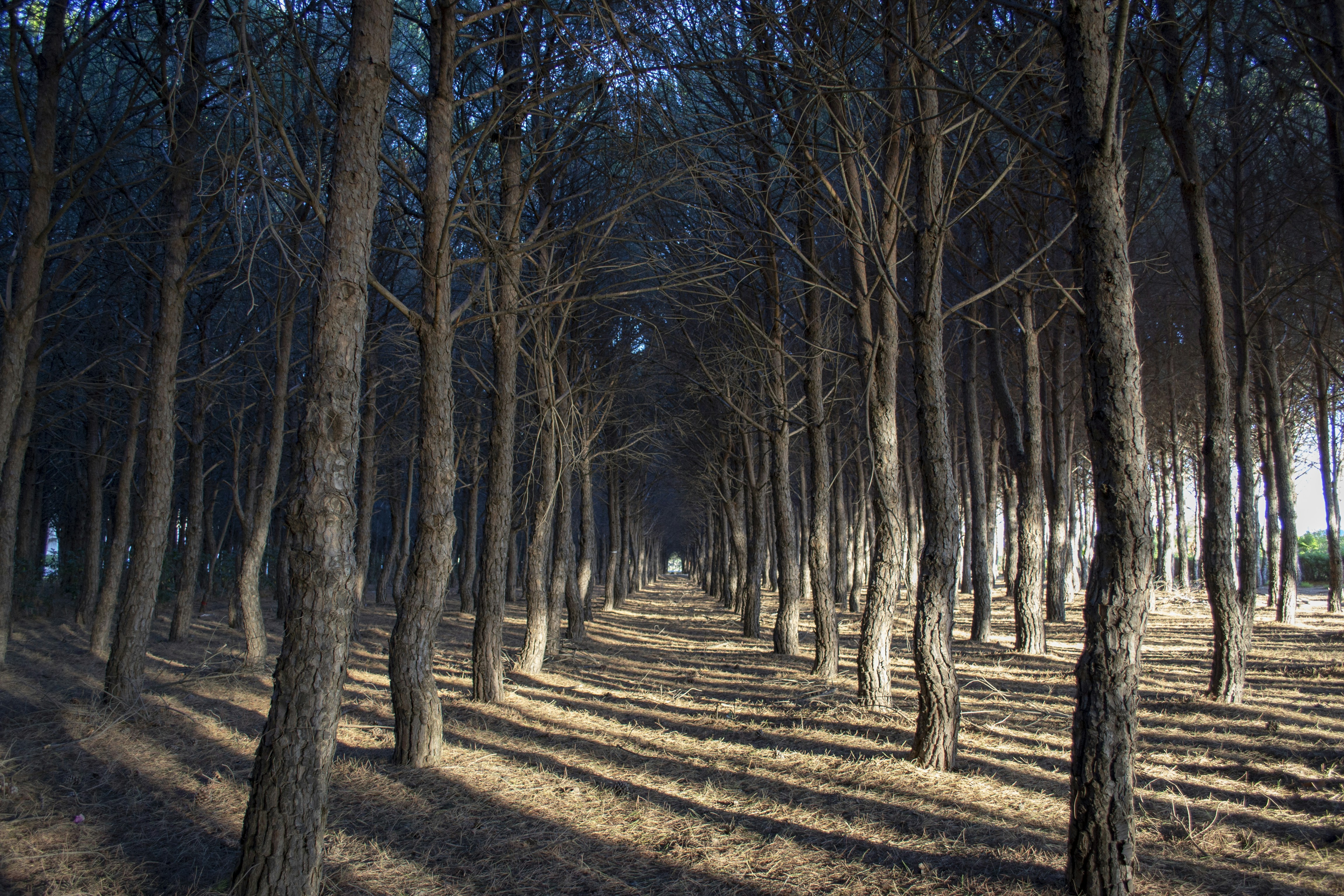 Photo by serenarepice