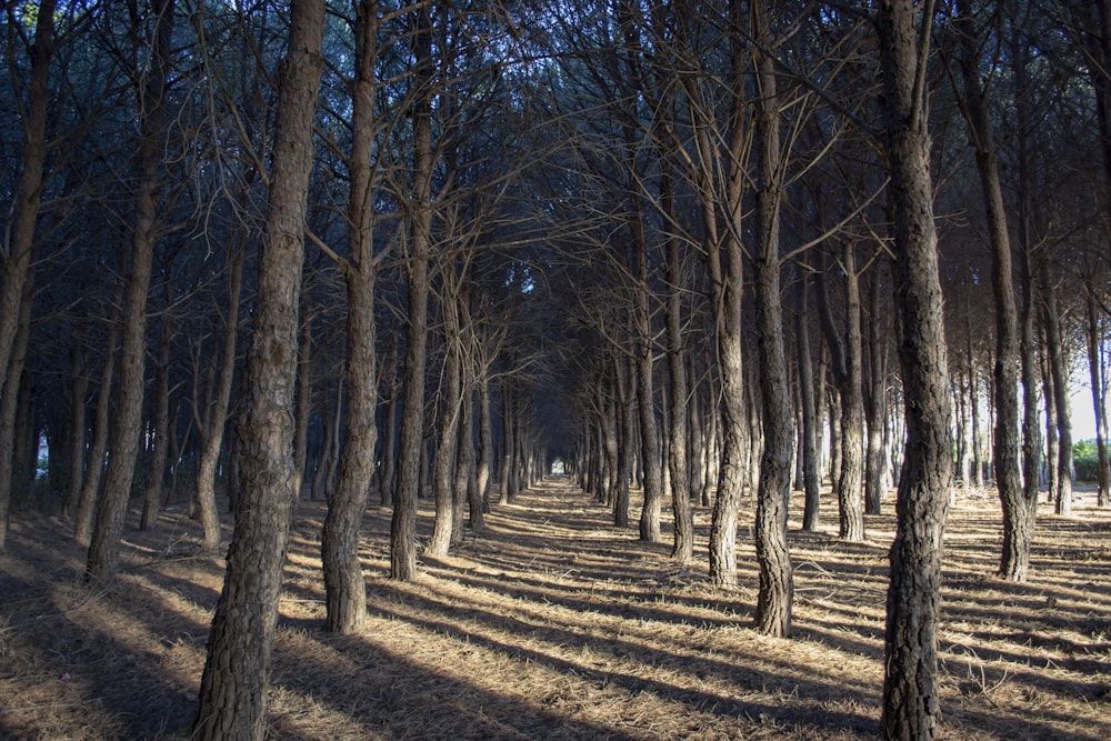 brown trees photo