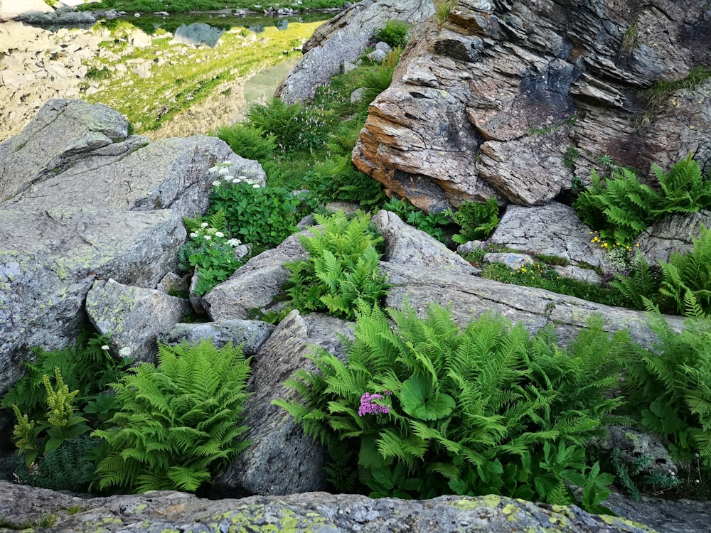 green-leafed plants on rocks photo