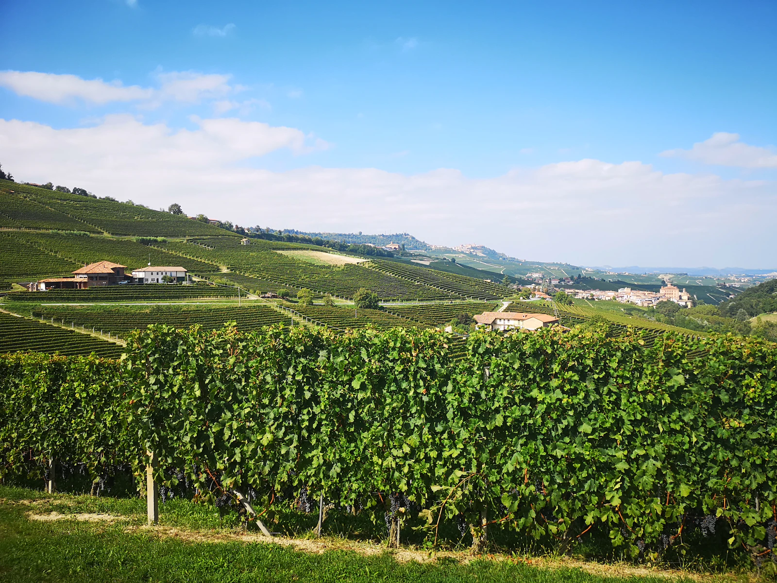 Piedmont vineyard landscape