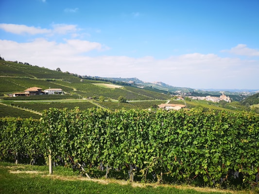 Piedmont vineyard landscape