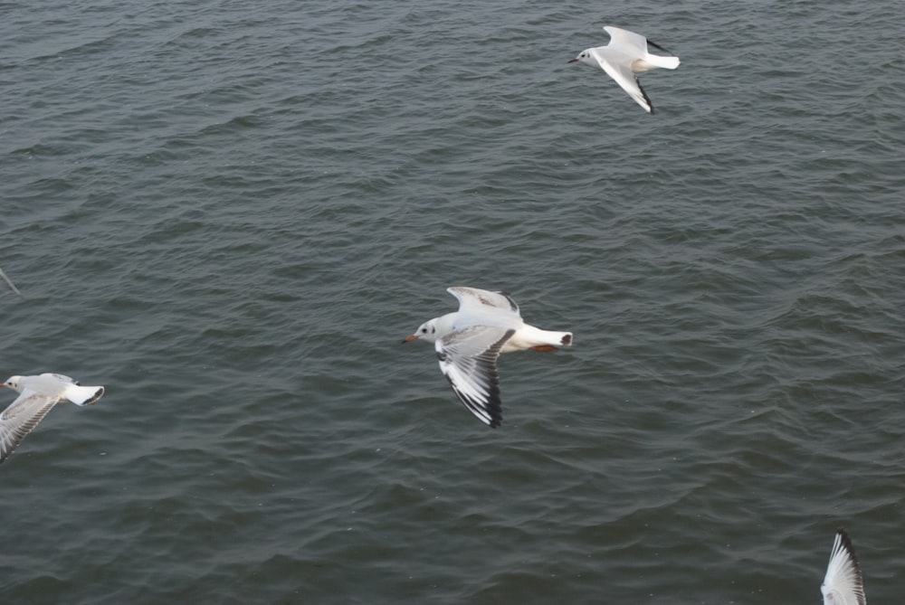 four white birds flying over body of water
