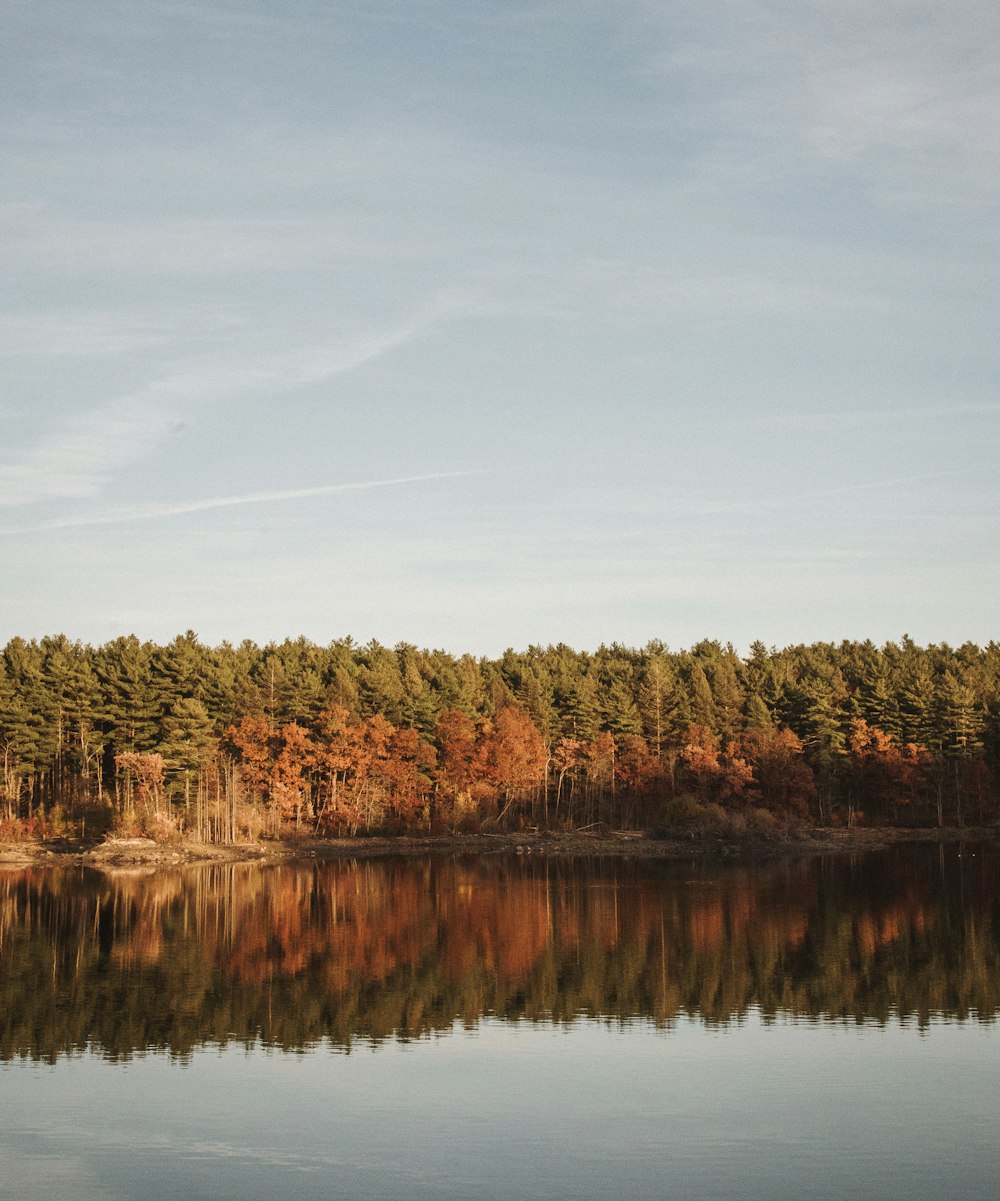 trees near body of water during daytime