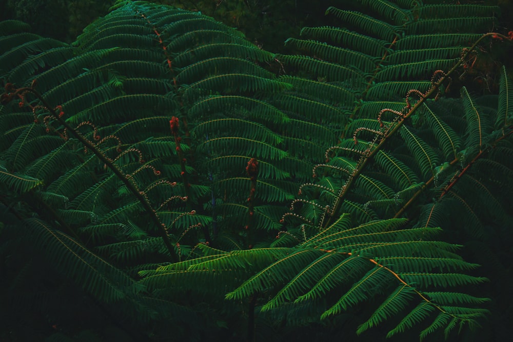 close-up photography of sago palm