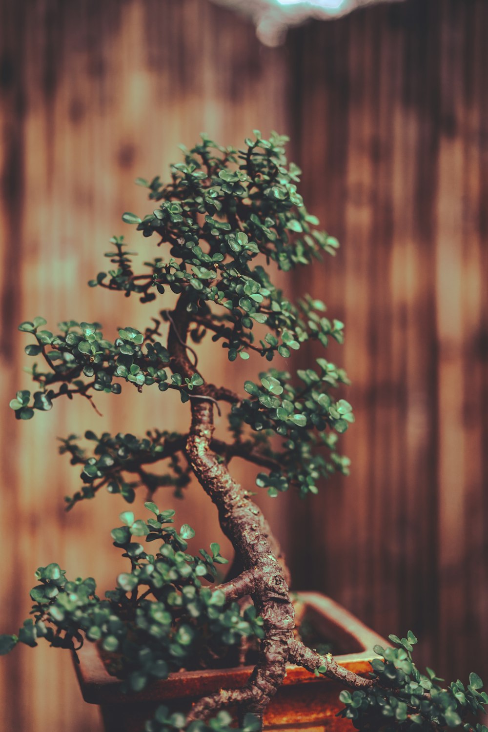 green-leafed bonsai plant