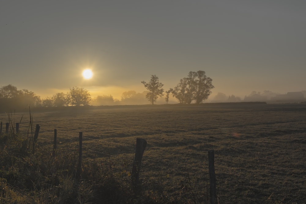 wire fence, field, and trees during golden hour