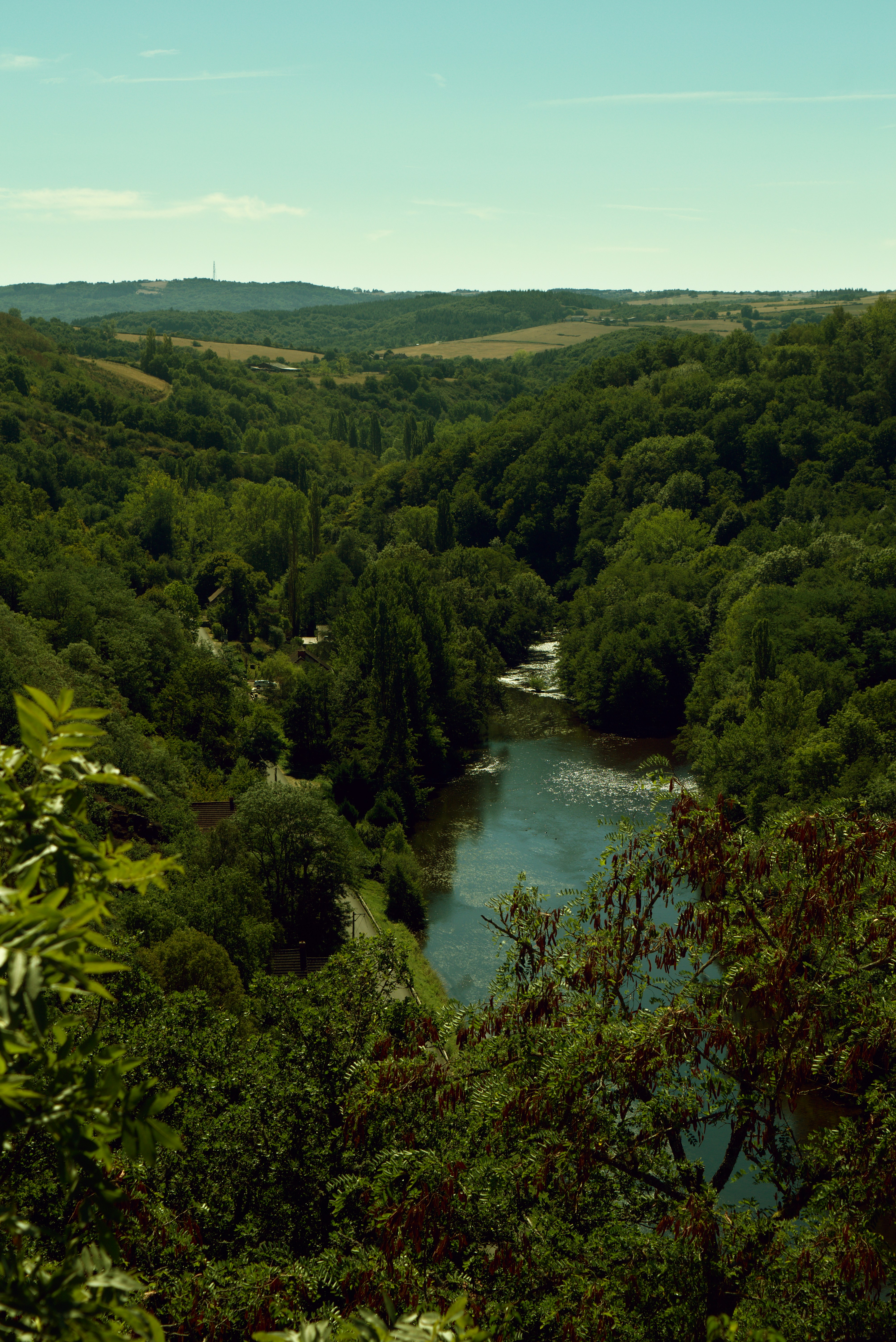 Verdant forest landscape in daylight, bright green trees, clear sky, natural open environment