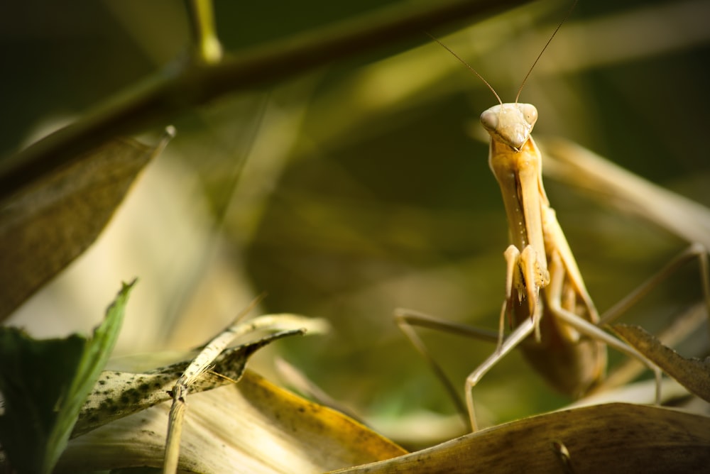 close-up photography of grasshopper on leaf