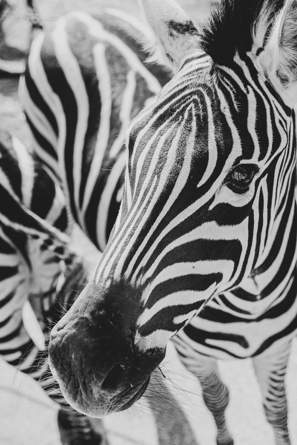 close-up photography of zebra