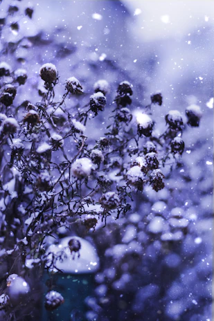 Still frame of a magical snowfall scene with glowing edelweiss flowers in the foreground.