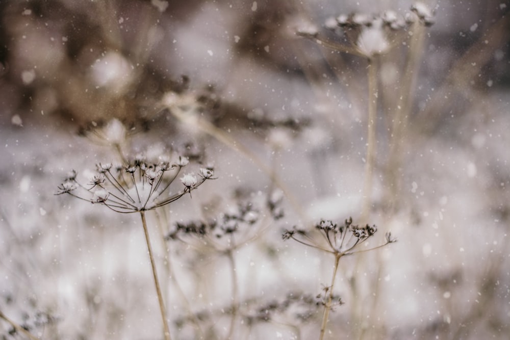 flowers during winter