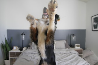 a dog is jumping on a bed with his paws in the air