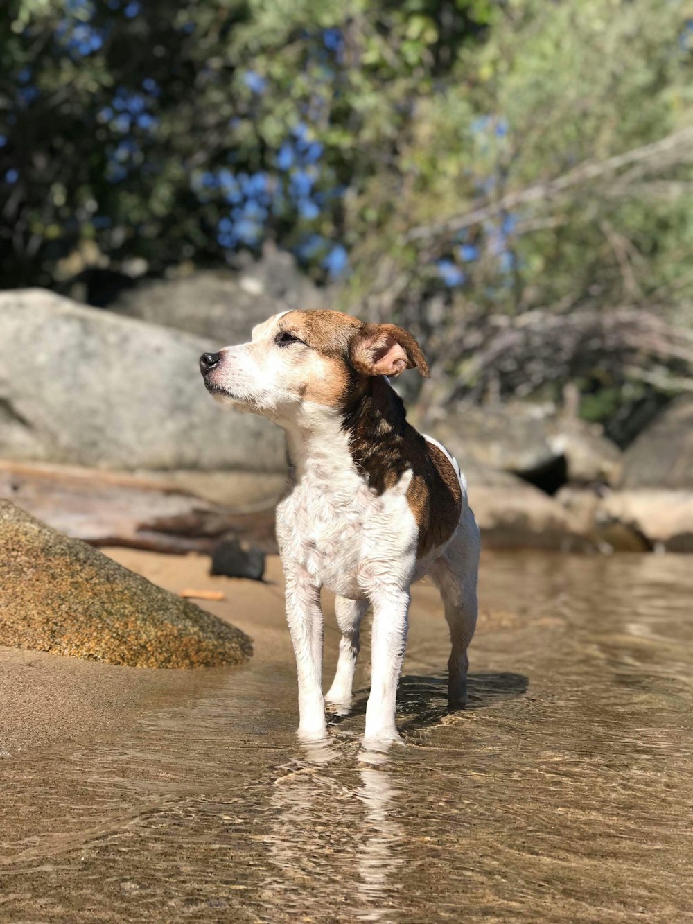 adult tan and white Jack Russell terrier