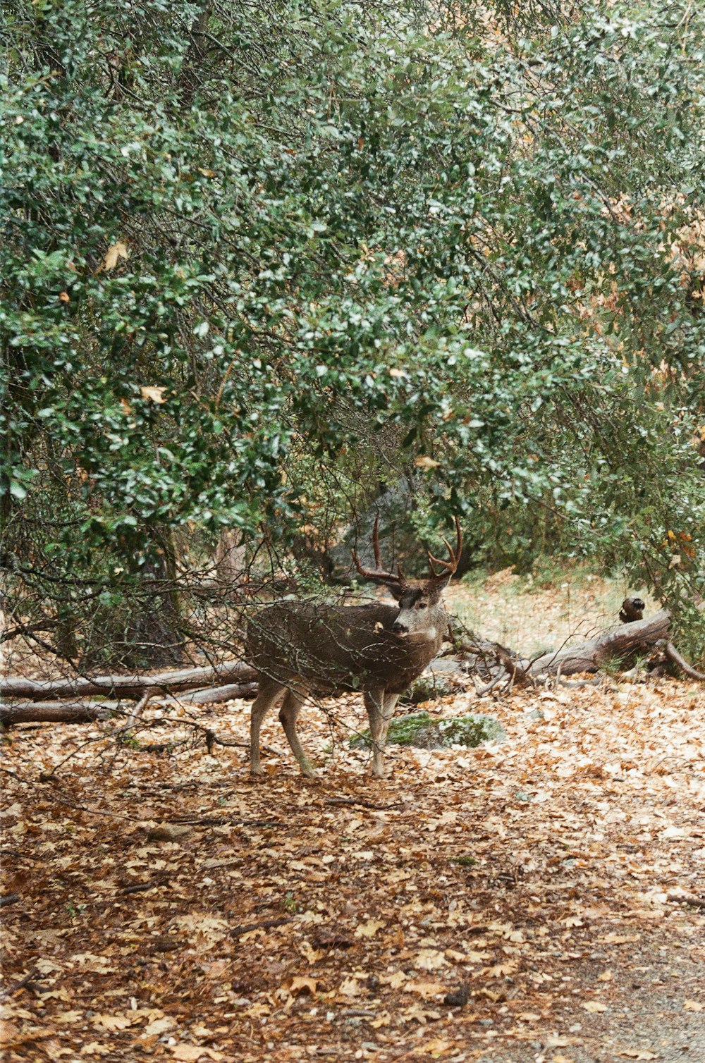 moose under tree