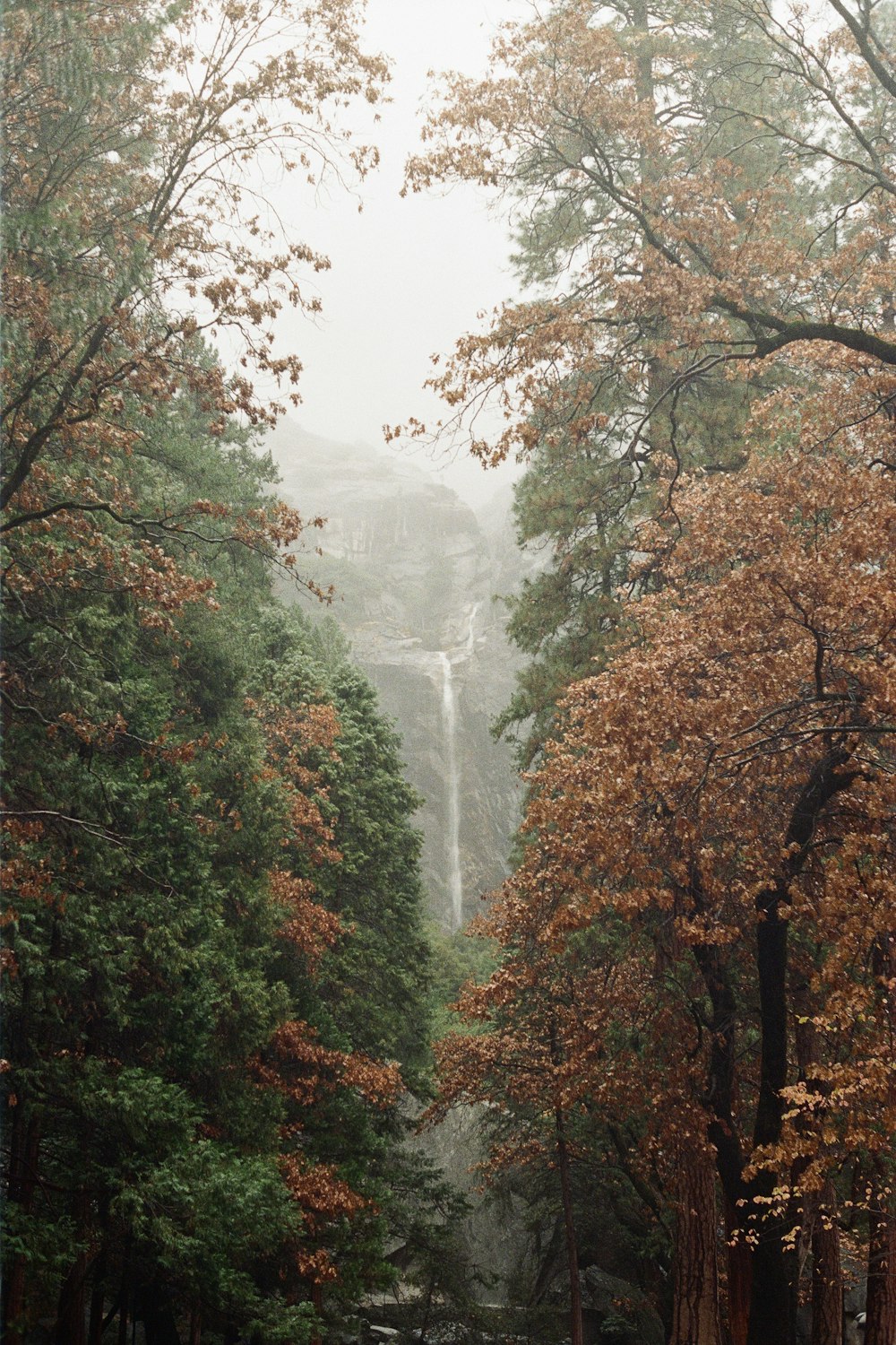 waterfall in forest