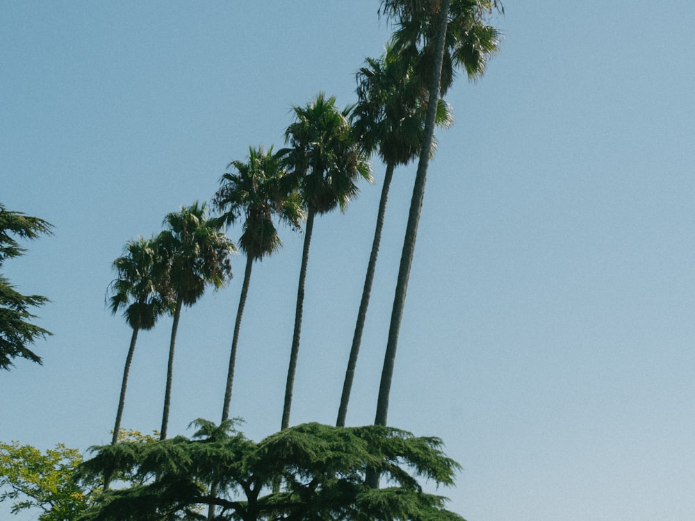 Mexican fan palm trees