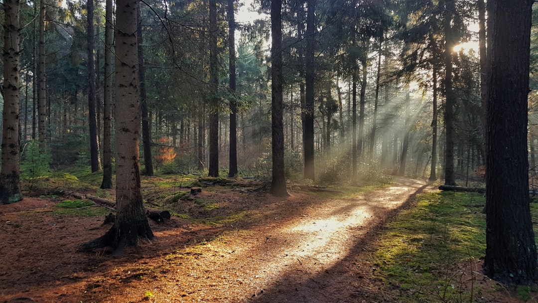 Forest photo spot Meerbosweg Roosendaal