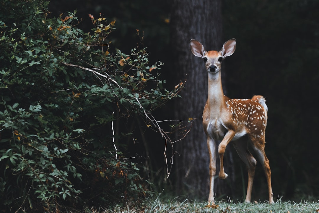 What Are Baby Deer Called?