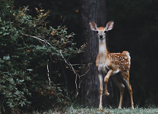 brown deer beside plants