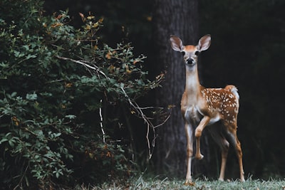 brown deer beside plants deer teams background