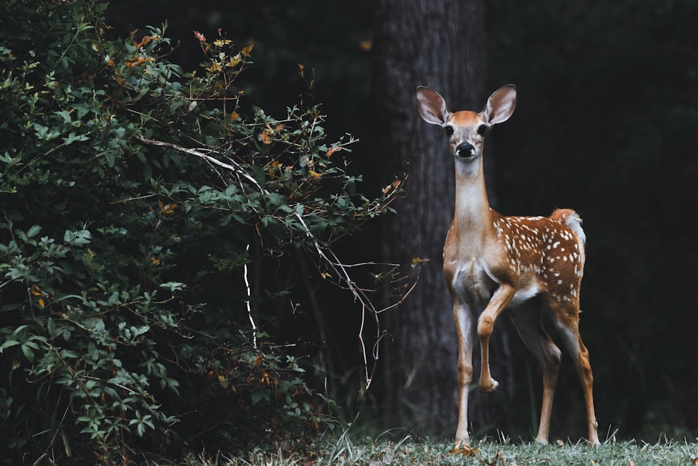 brown deer beside plants