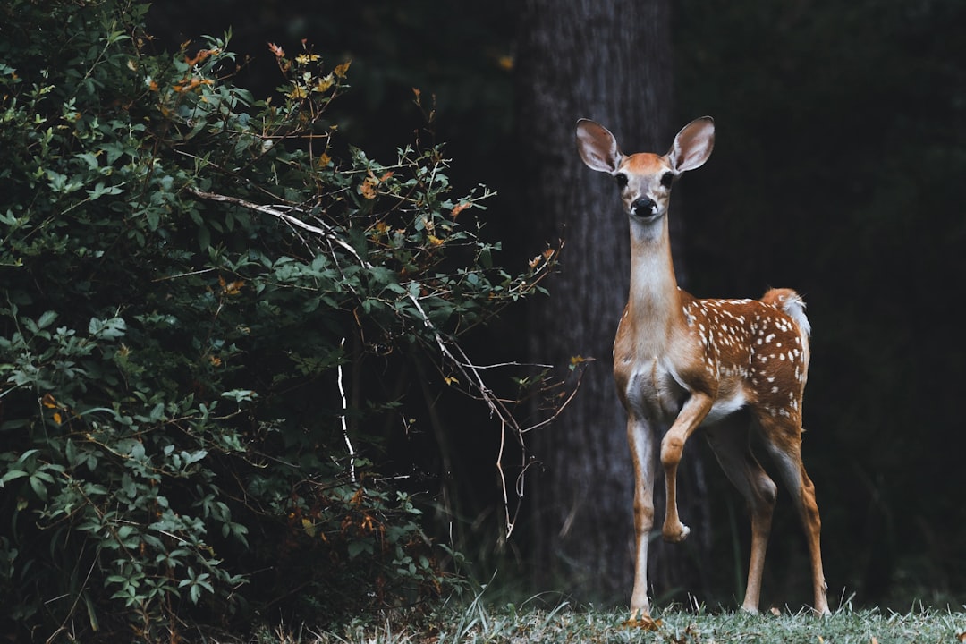 brown deer beside plants, This image was taken near a lake in South East Texas in an area that is off limits for hunting