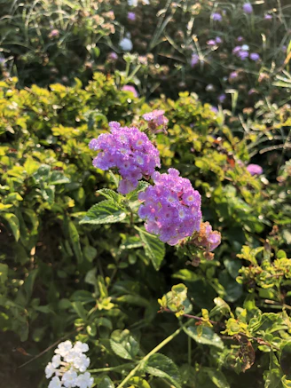 Close-up of fresh lavender flowers with dew drops in natural sunlight.