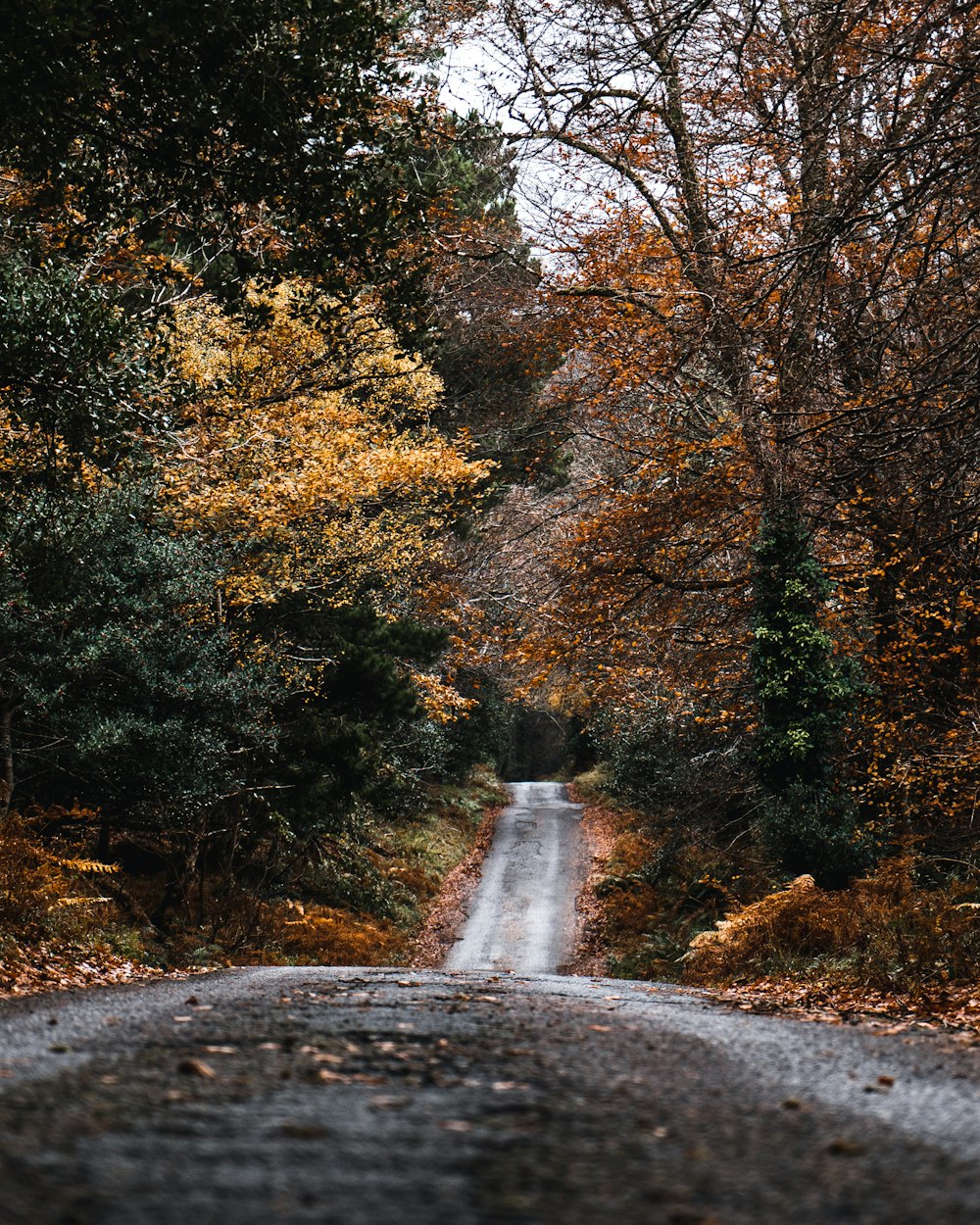 gray concrete road surrounded with trees