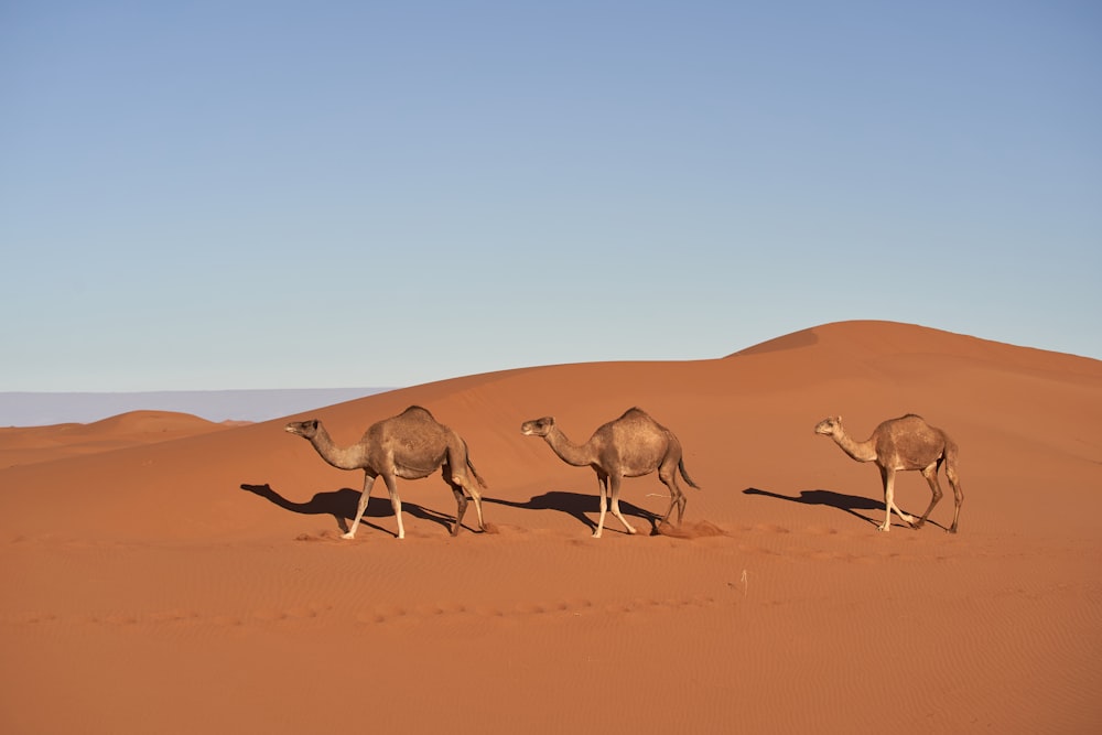 three brown camels under blue sky