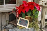 An open rustic mailbox is filled with a holiday-themed decoration featuring a bouquet of vibrant red poinsettias. A small chalkboard sign leans against the plant, inscribed with 'Letters for Santa'. The arrangement is set against a weathered wooden background, creating a cozy, festive atmosphere.